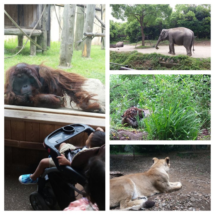 Moldiv_1466587263779